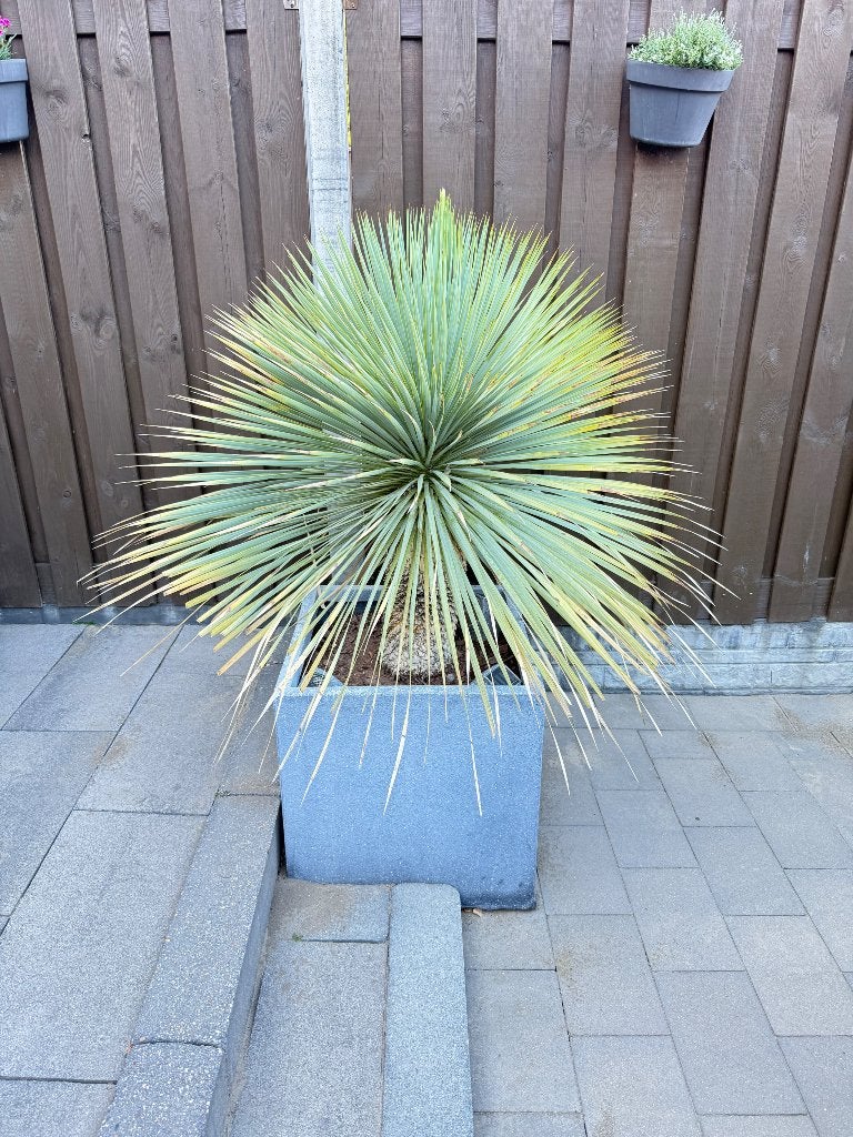 Palmboom, Tuin en Terras, Planten | Bomen, 100 tot 250 cm, Zomer, Palmboom, Ophalen