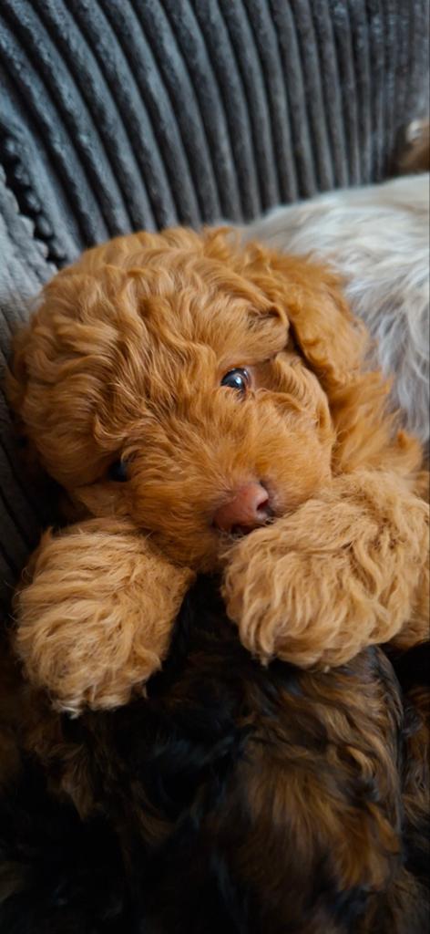 De liefste Poedeltjes, Poedel, 8 tot 15 weken, Parvo, Meerdere