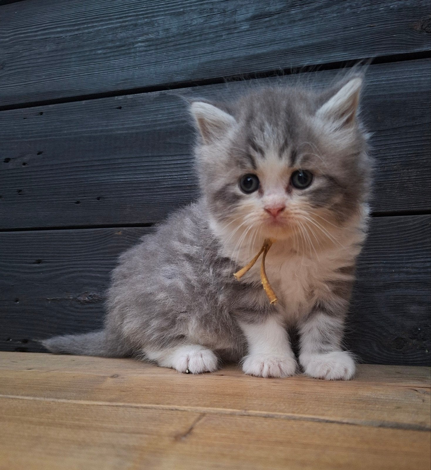 Super lieve kittens: x Selkirk rex en Ragdoll, Meerdere dieren, Ontwormd