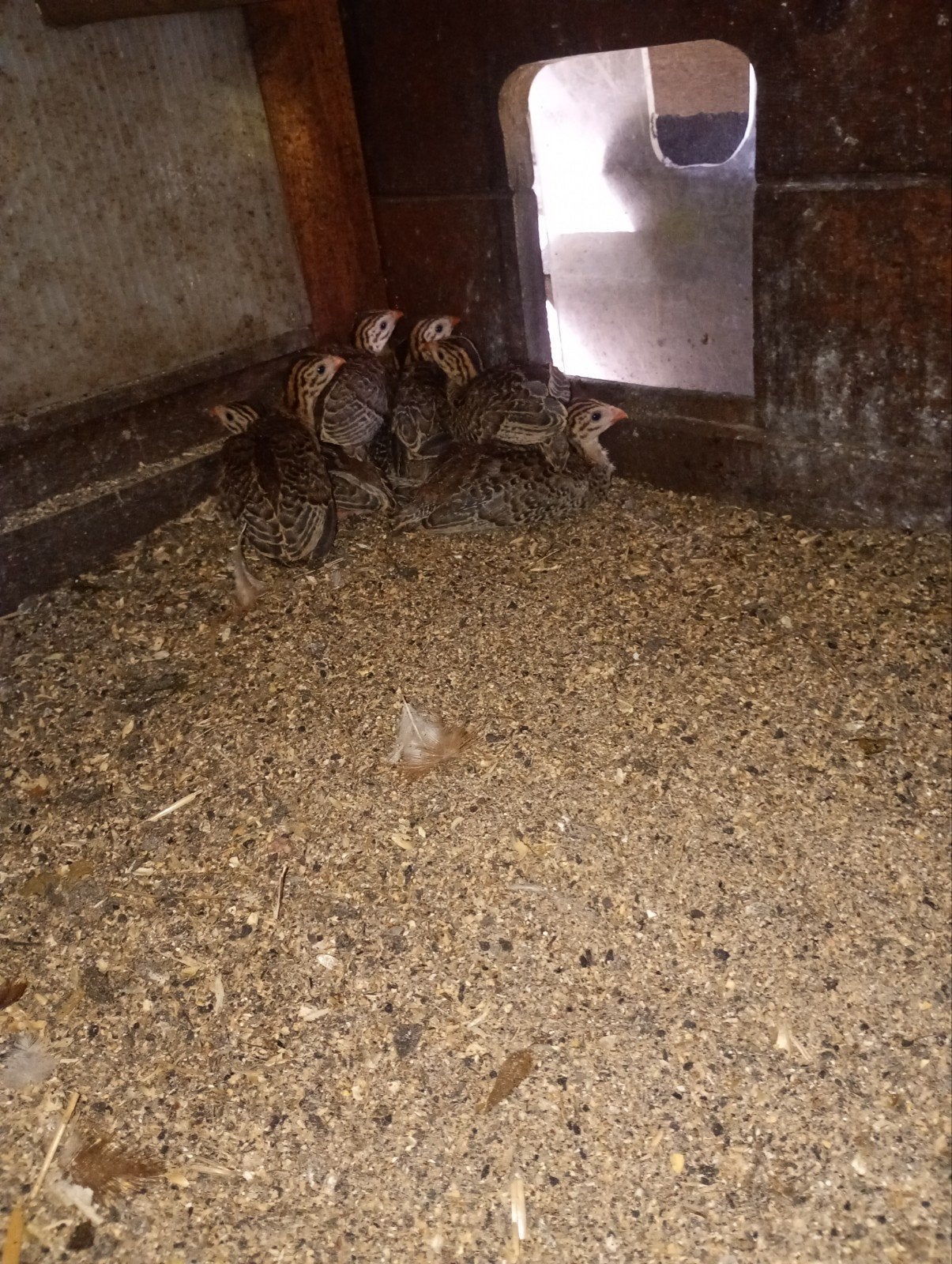 Tekoop parelhoender kuikens, Dieren en Toebehoren, Pluimvee