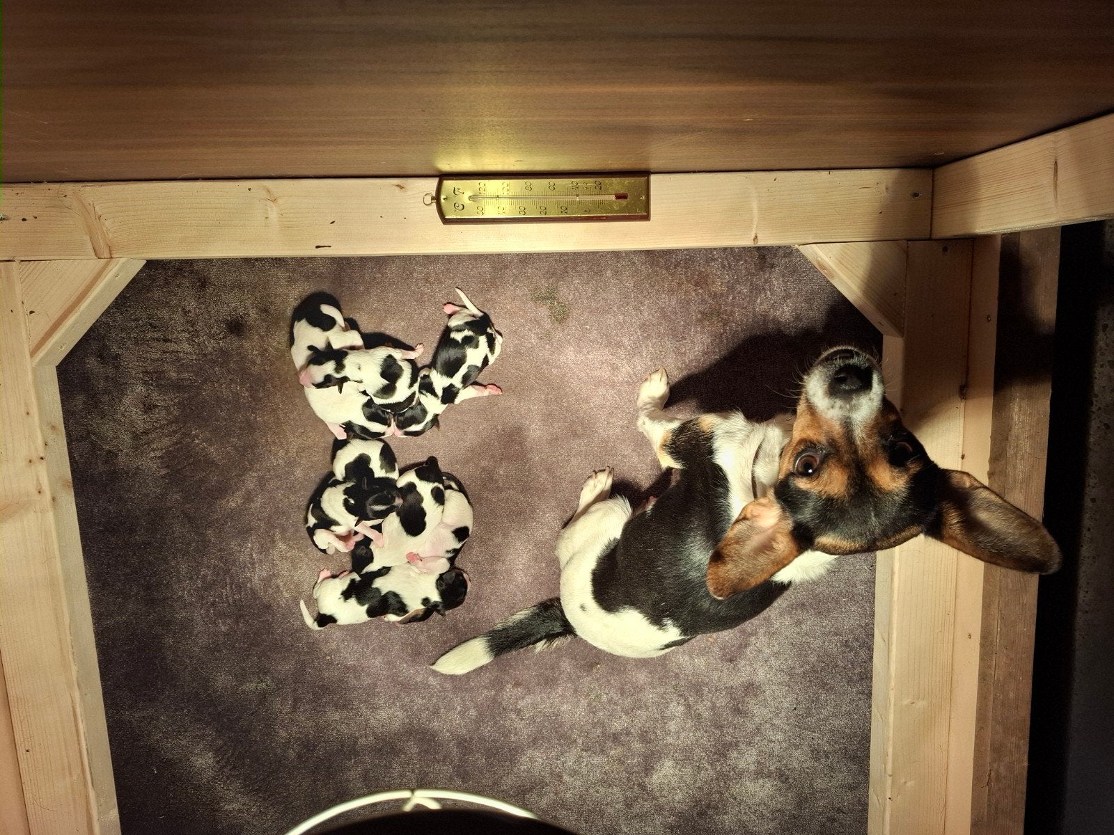 lieve puppies boerenfox, Overige rassen, 8 tot 15 weken, Meerdere, Meerdere dieren