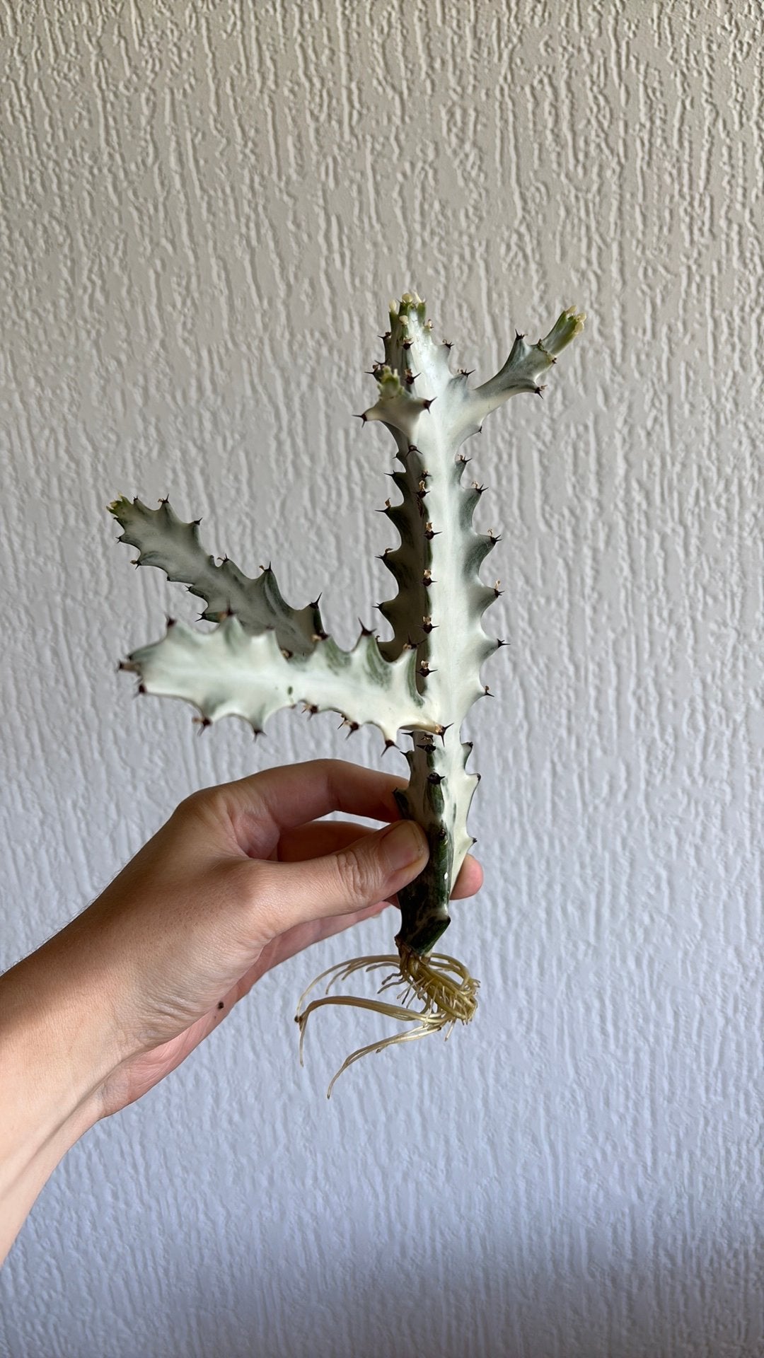Euphorbia Lactea White Ghost, Ophalen of Verzenden