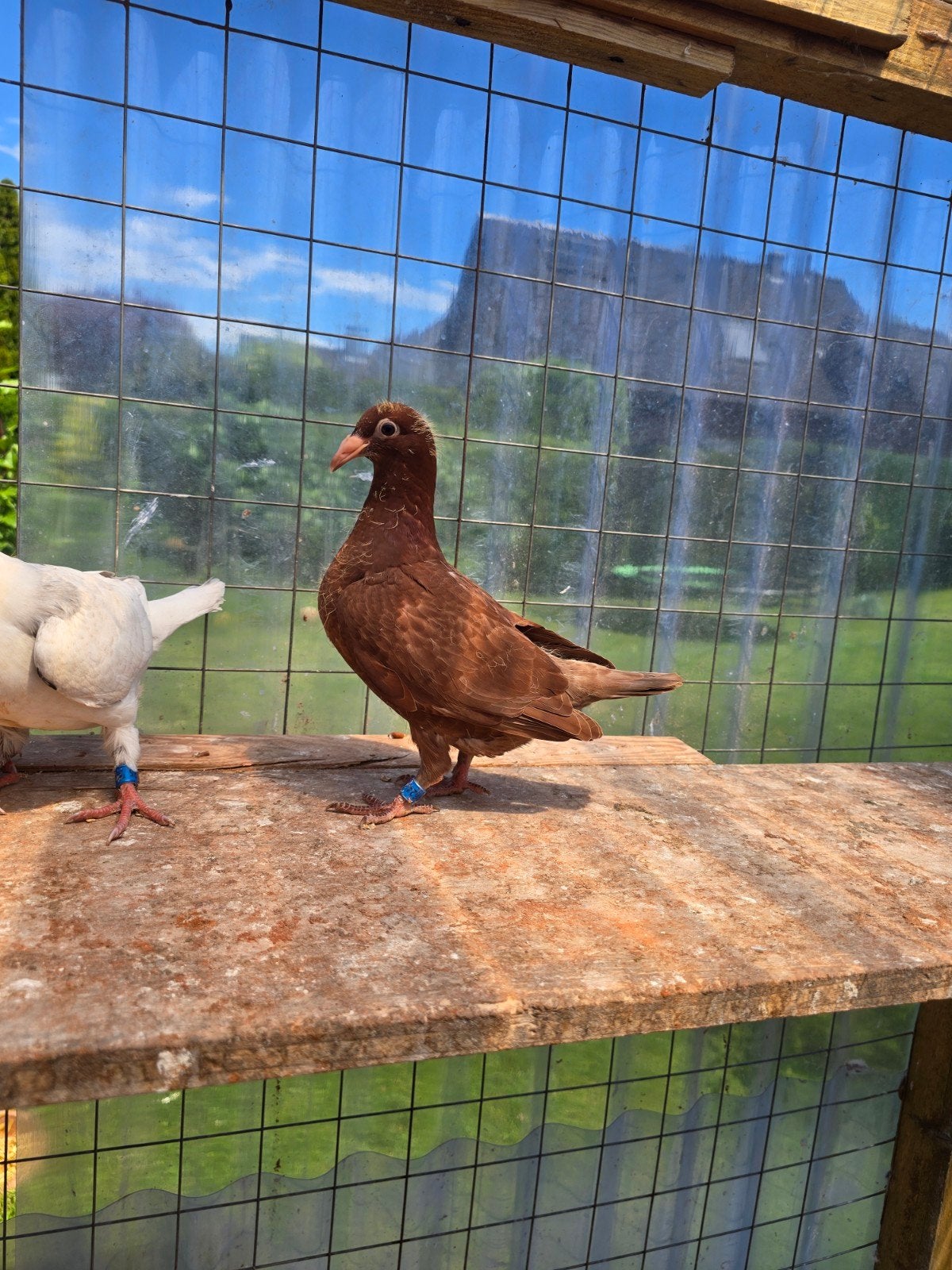 Jonge postduiven duiven te koop, Dieren en Toebehoren, Vogels | Duiven, Meerdere dieren, Postduif