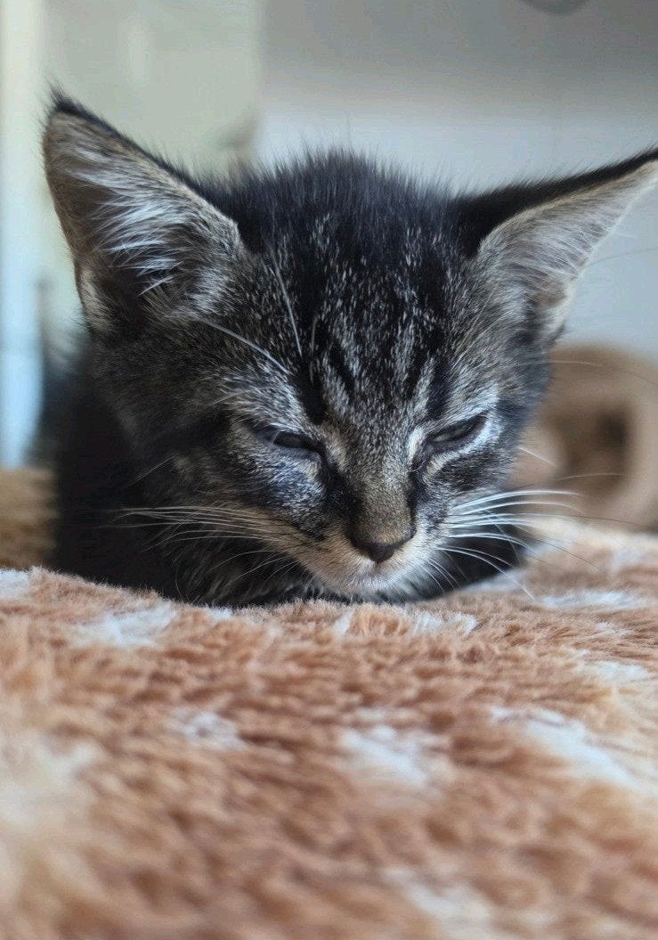 Bengaalse kittens
