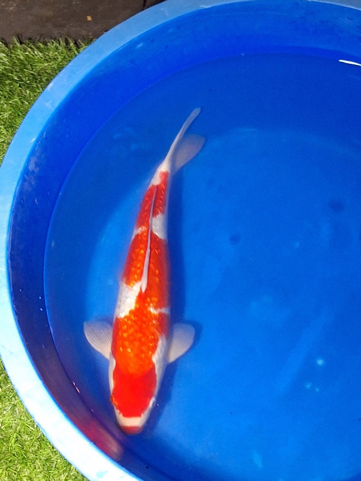 hele mooie ginrin kohaku met clownsneus, Karper of Koi