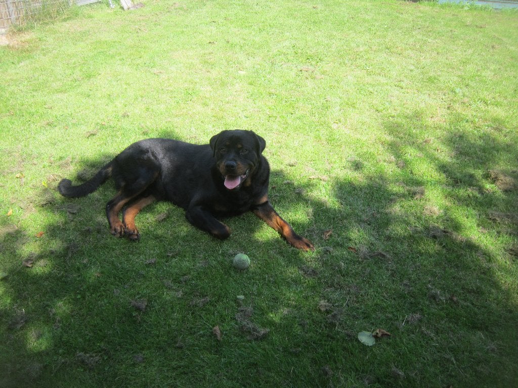 STAAT TER DEKKING ROTTWEILER ! ! !, Dieren en Toebehoren, Reu, Parvo, Eén hond, 3 tot 5 jaar
