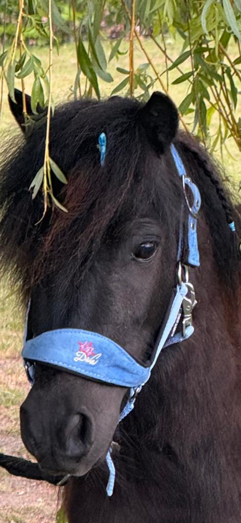 💝prachtig mini prinsesje (stamboek merrie)3 jaar, Dieren en Toebehoren, Pony's, Merrie, A pony (tot 1.17m), Met stamboom