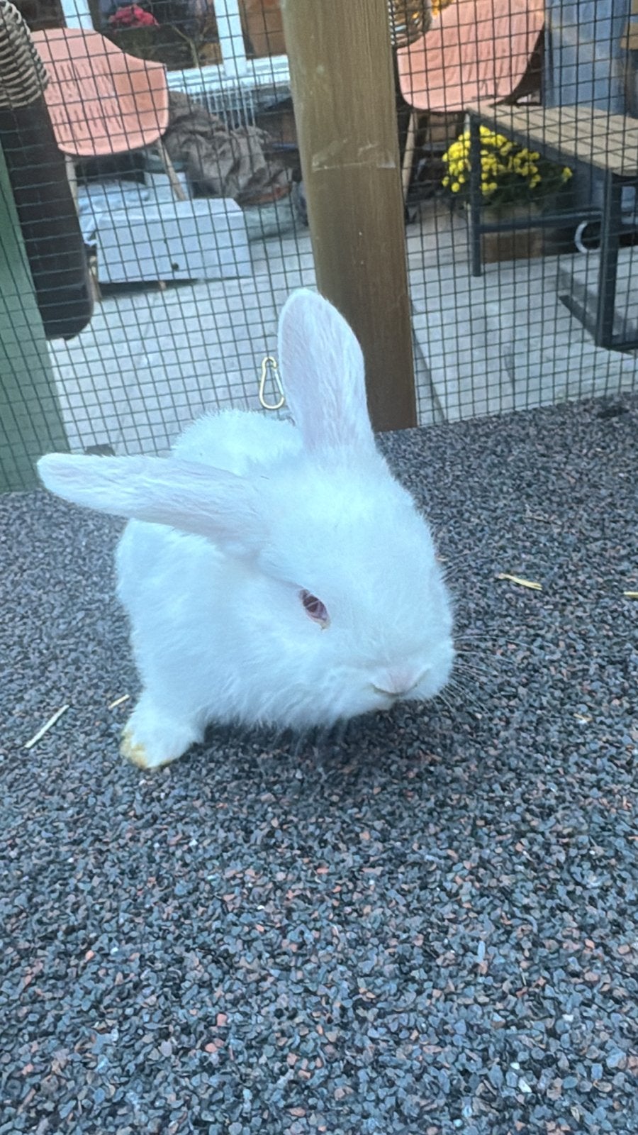 Albino mannetjes hangoor konijnen, Dieren en Toebehoren