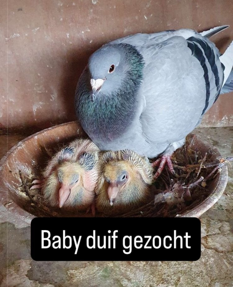 Gezocht baby duif Zeeuwsvlaanderen, Geslacht onbekend, Overige soorten