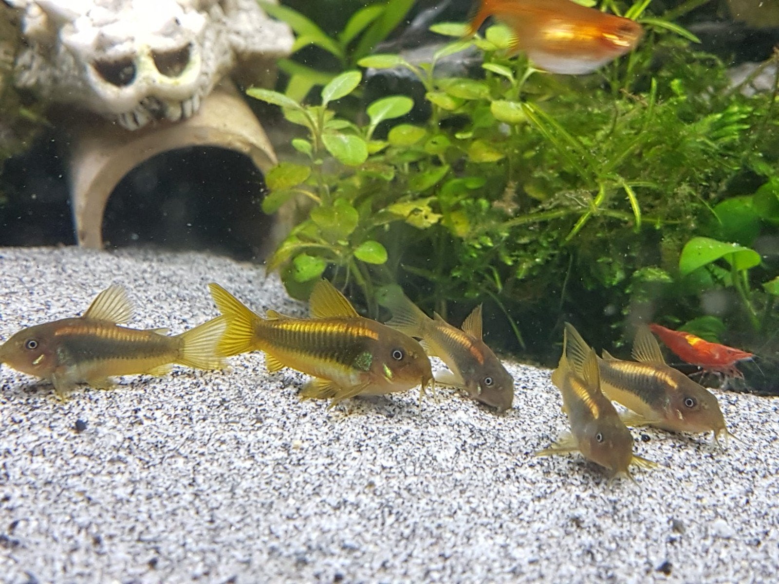 Corydora Gold Laser Kweekgroep., Dieren en Toebehoren, Vissen | Aquariumvissen, Vis