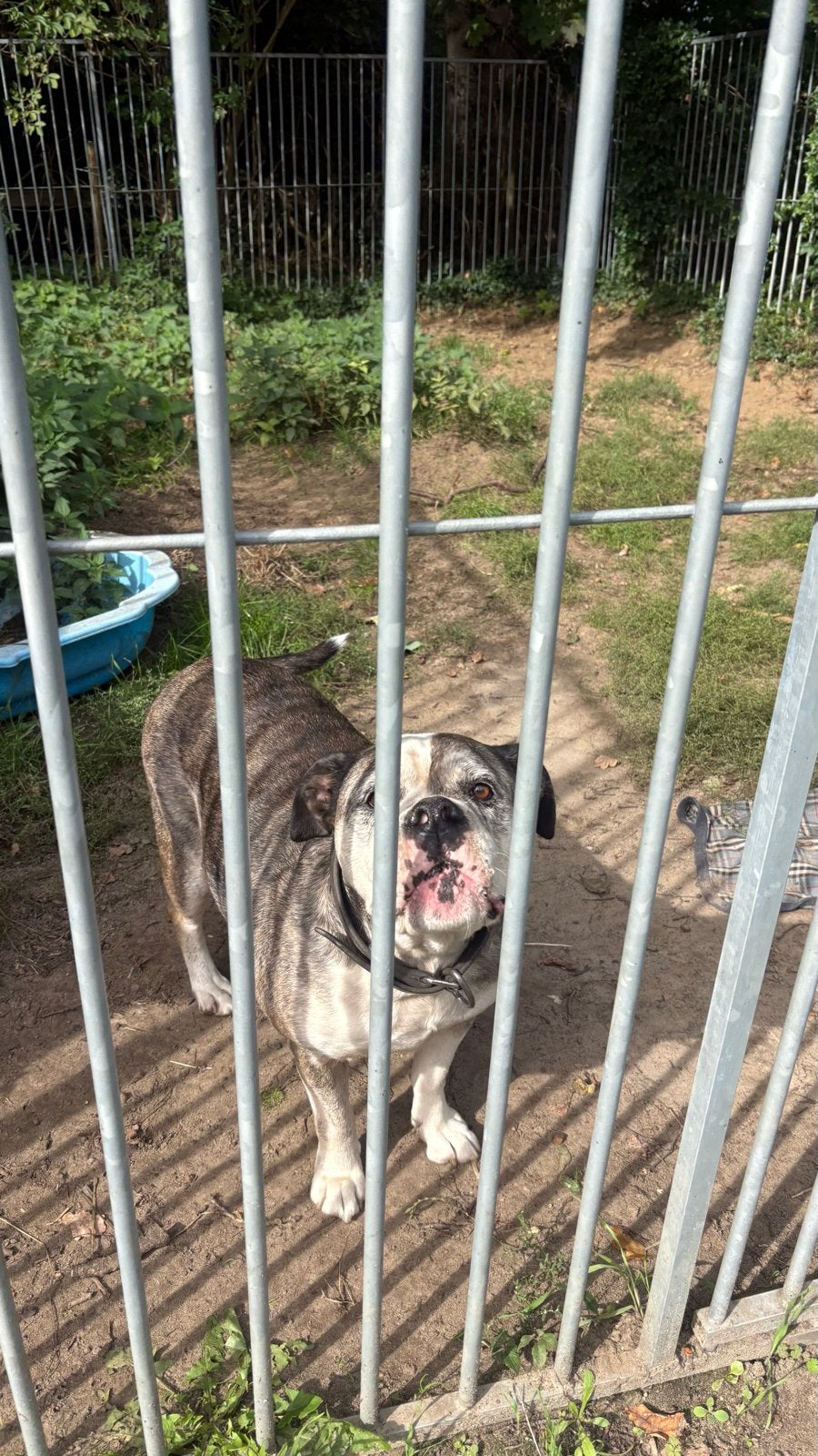 Hond in nood, Ophalen of Verzenden