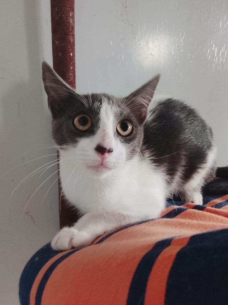 Jarela, Brequito, 15-03-26 gevonden bij de refugio, Kater, Kortharig, 0 tot 2 jaar
