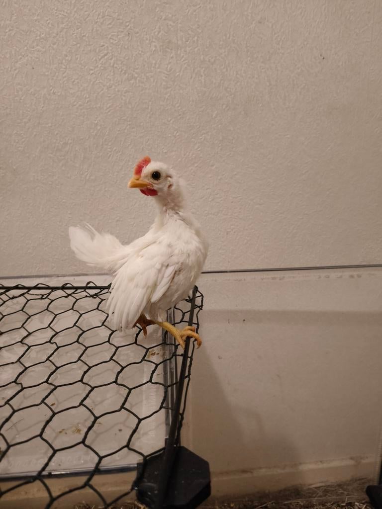 Serama haantje, Dieren en Toebehoren, Mannelijk