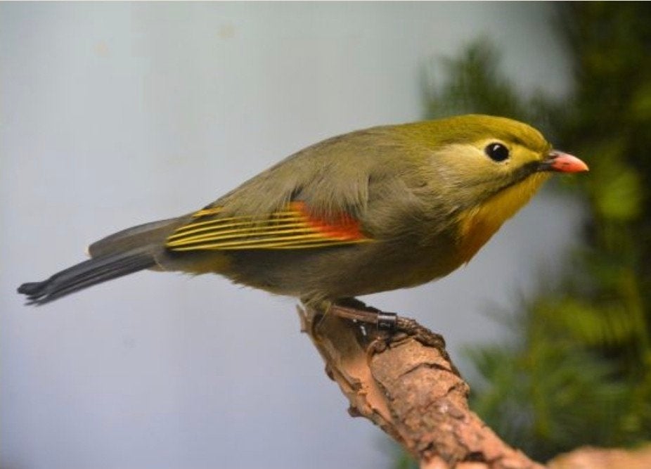 Japanse nachtegaal pop te koop, Dieren en Toebehoren, Vrouwelijk, Tropenvogel, Geringd