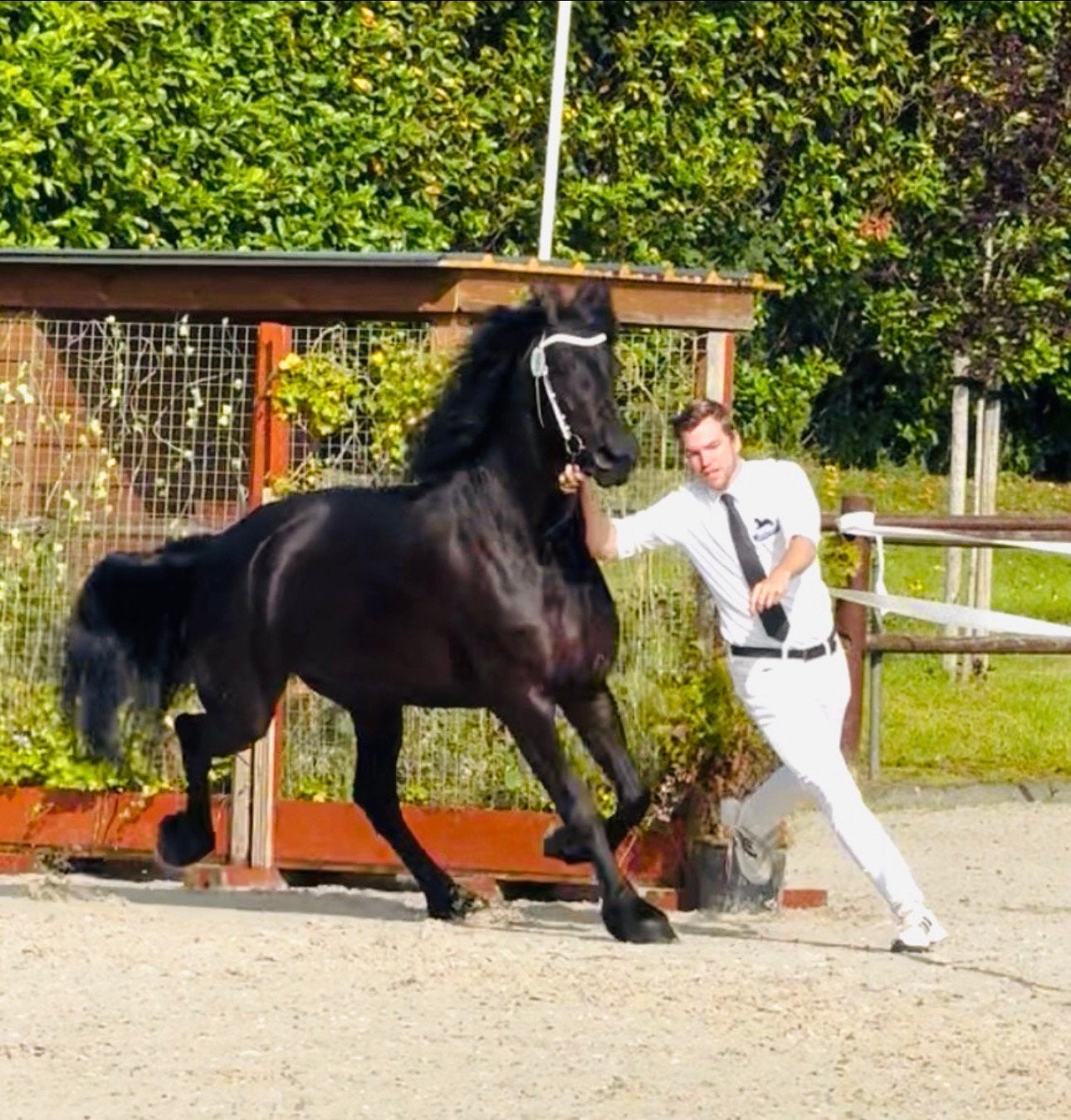 Friese merrie, Merrie, Met stamboom, Dressuurpaard, 3 tot 6 jaar