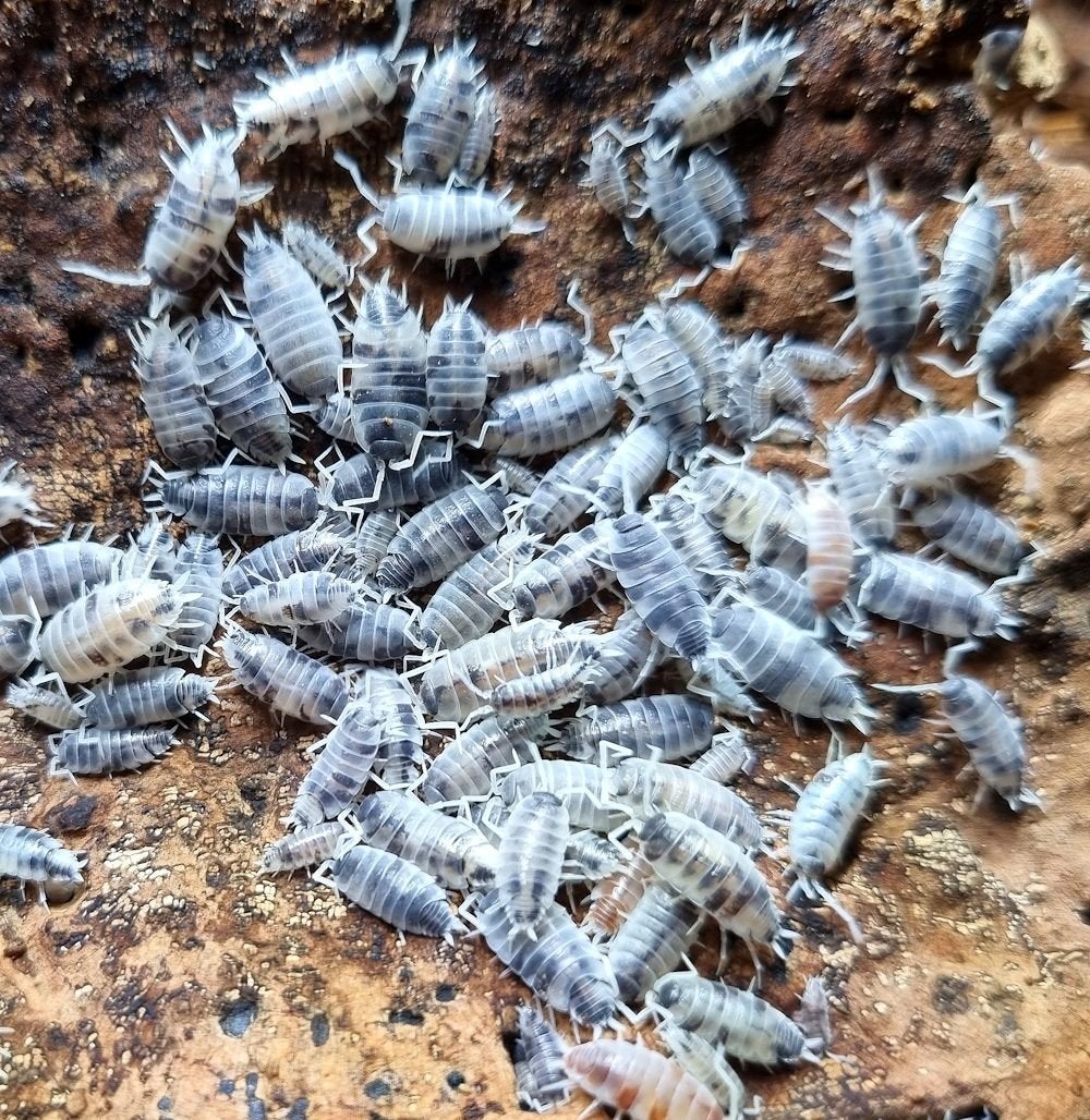 Porcellionides Pruinosus Isopods Pissebedden, Dieren en Toebehoren, Insecten en Spinnen, Overige soorten
