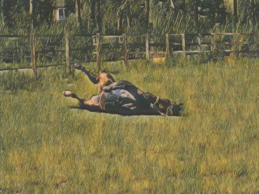 Gezocht stalling merrie Hardinxveld-Giessendam en omgeving, Dieren en Toebehoren, Stalling en Weidegang