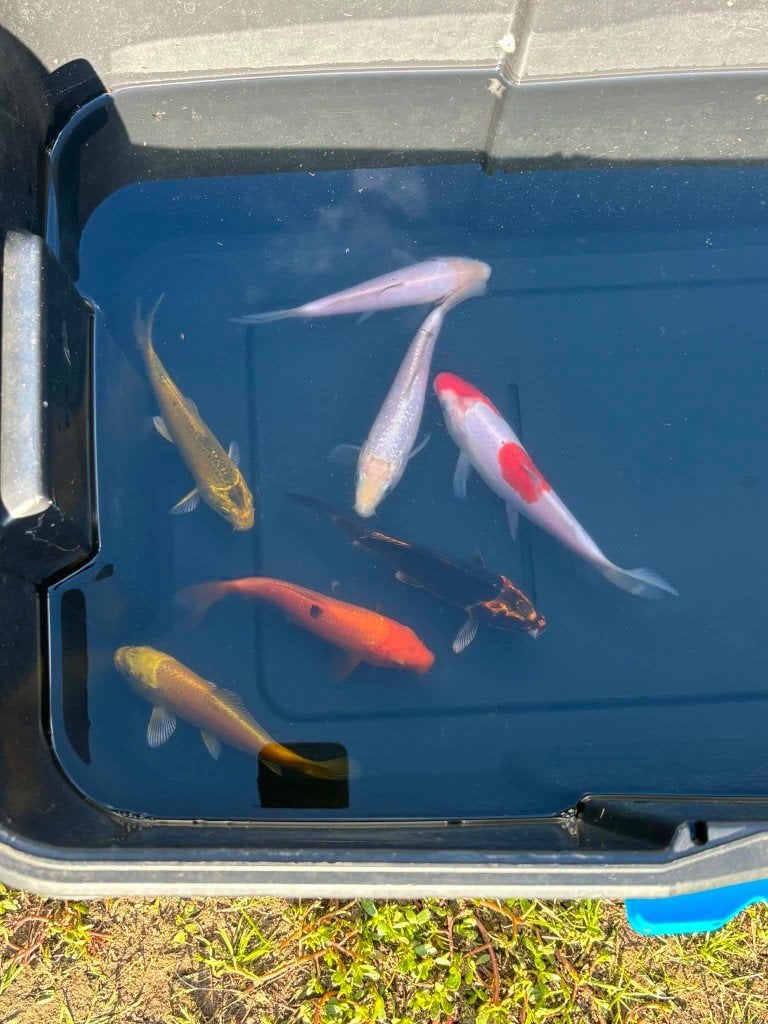 7x Ghost Koi, Yamabuki, Shiro Muji & Kohaku, Karper of Koi