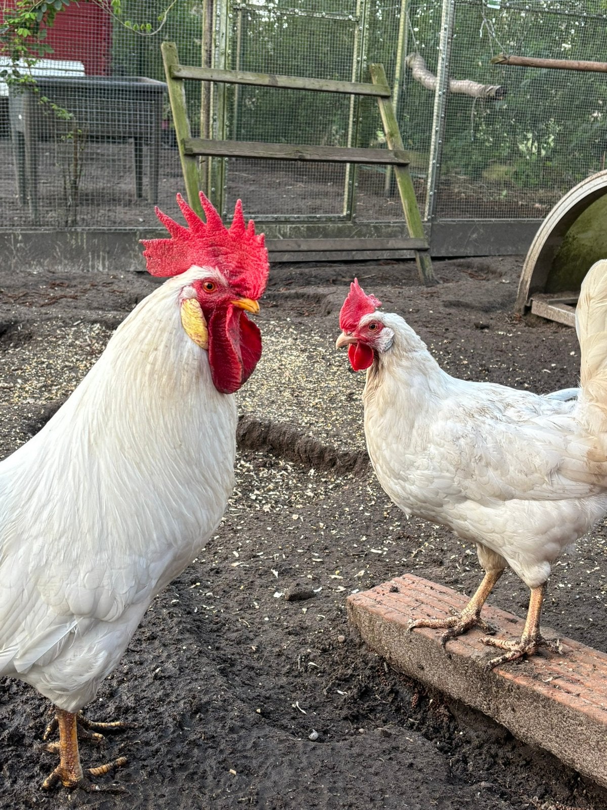 Broedeieren leghorn broed eieren leghorn, Dieren en Toebehoren, Pluimvee, Geslacht onbekend, Kip