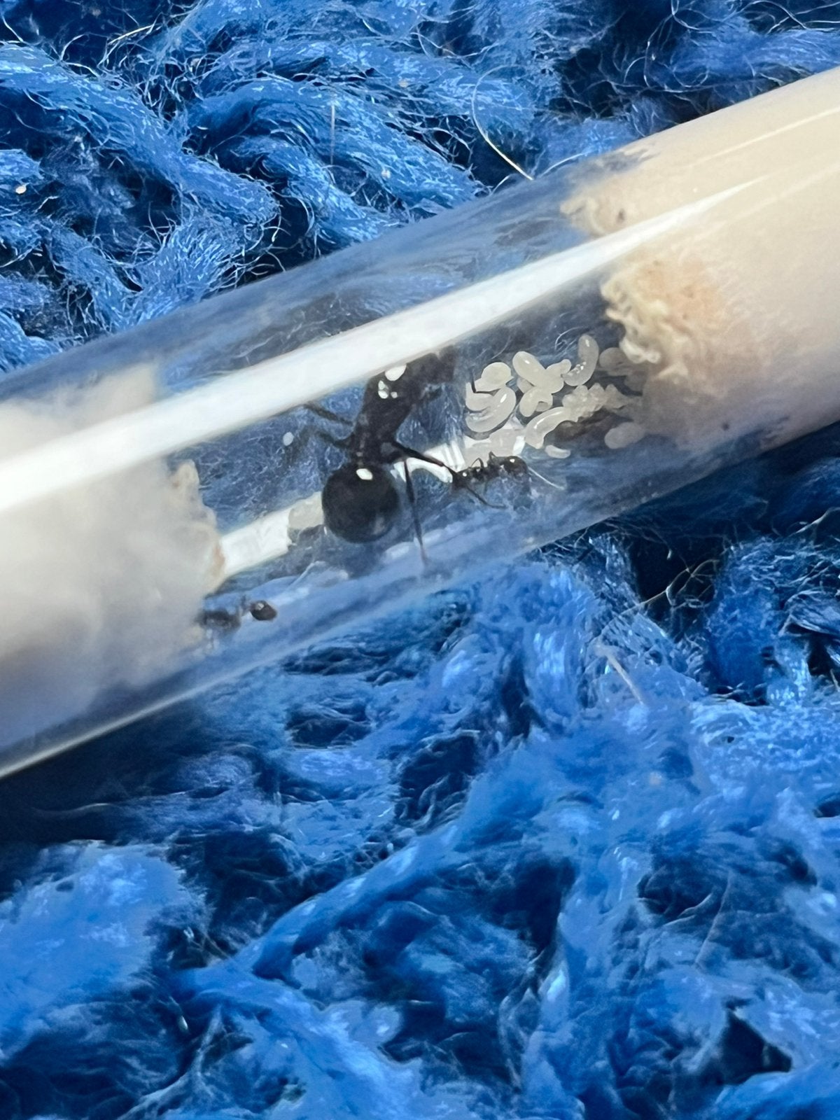 Messor barbarus 1Q en 5w~, Mieren