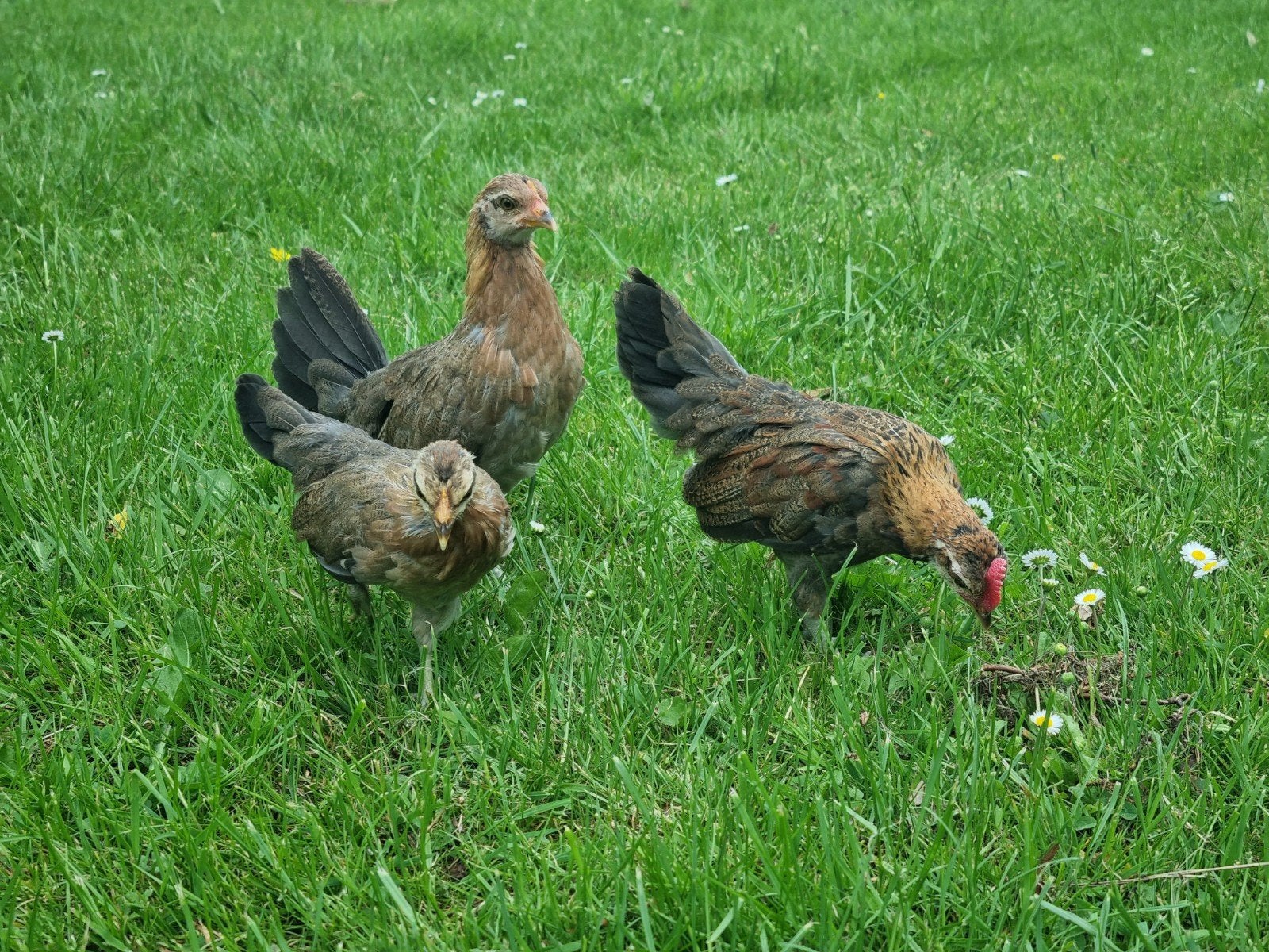 Drenthe hoen kriel patrijskleur, Dieren en Toebehoren, Meerdere dieren, Kip