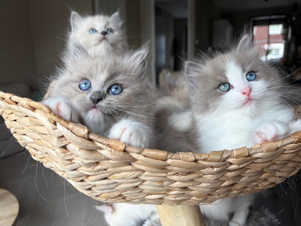 100% raszuivere Ragdoll kittens, Dieren en Toebehoren, Meerdere dieren, Met stamboom