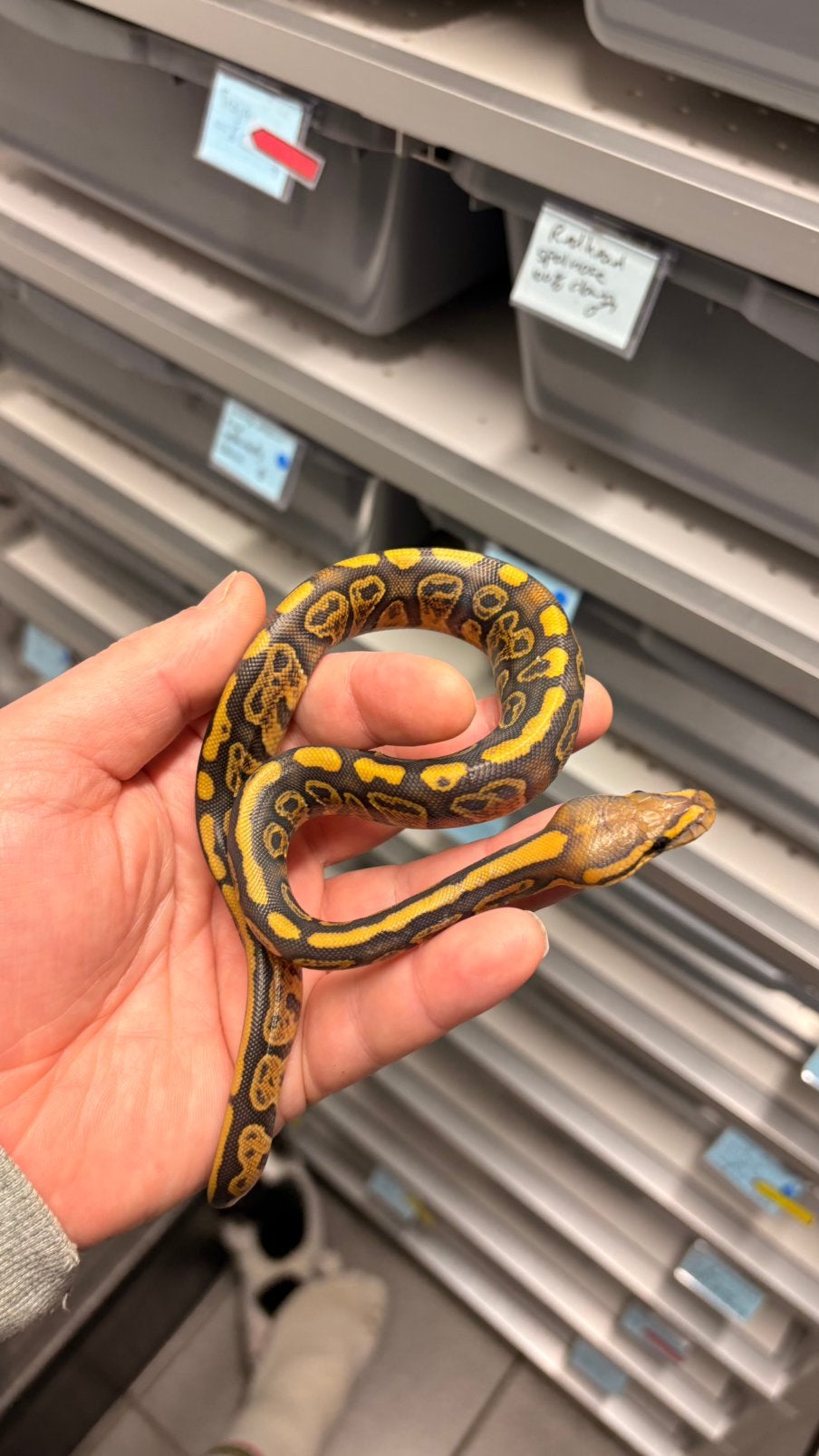 0.1 cypress hypo 100% het clown ball python Ball Python photo 2