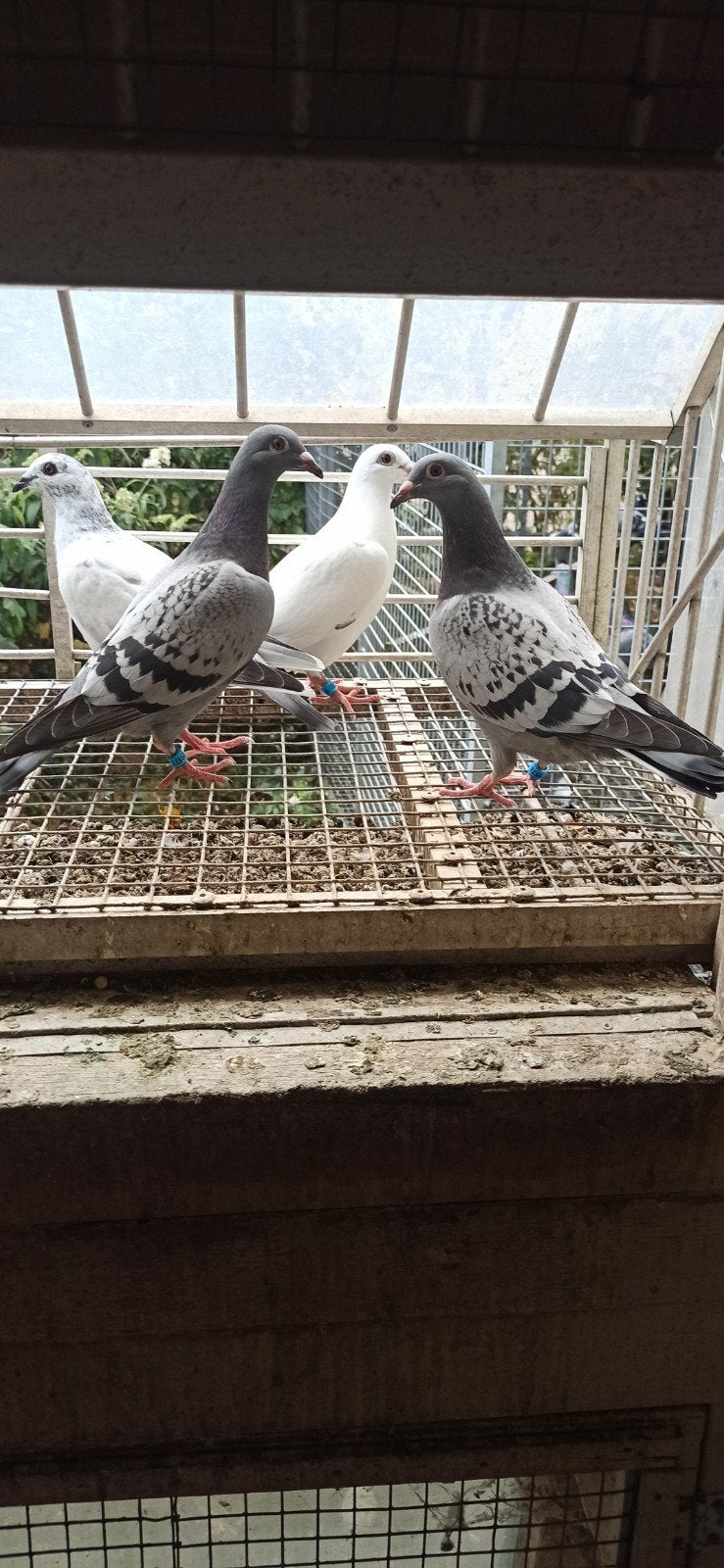 postduiven jongeduiven, Dieren en Toebehoren, Vogels | Duiven, Meerdere dieren, Postduif