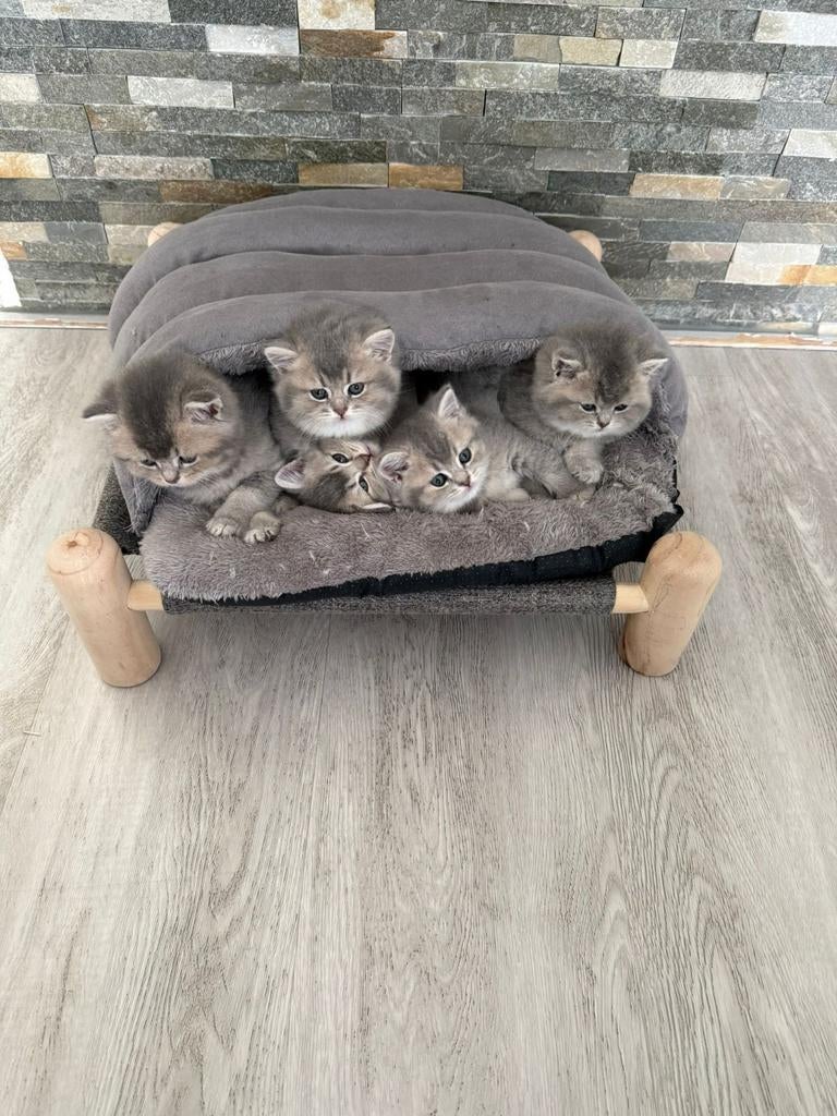 Britse korthaar kittens, Meerdere dieren, Ontwormd
