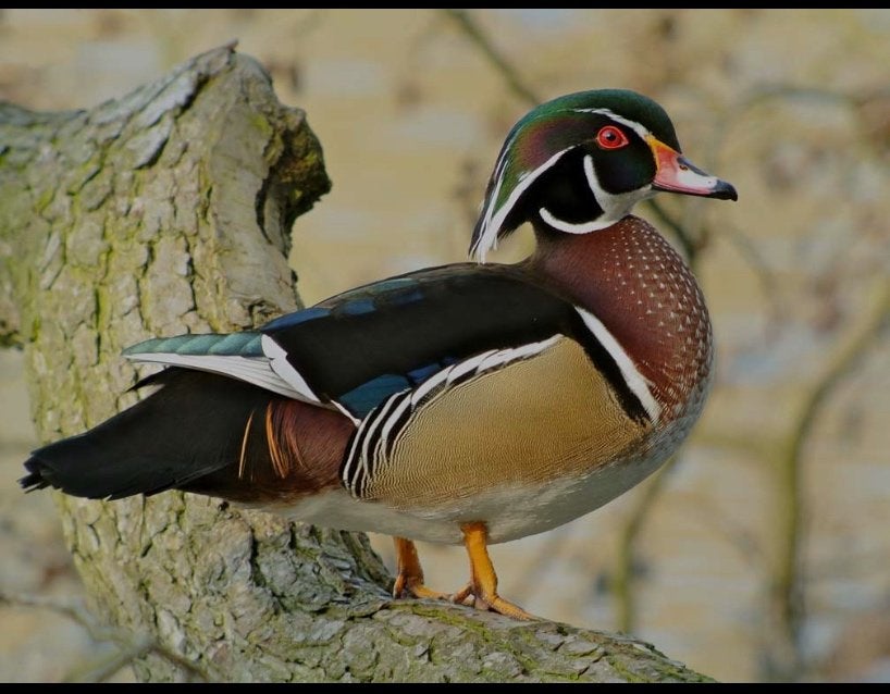 Carolinaeend/siereenden, Dieren en Toebehoren, Pluimvee, Meerdere dieren, Eend