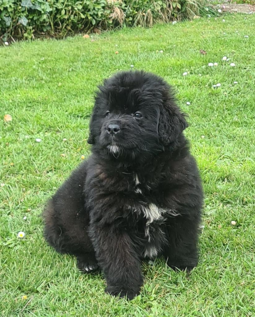 new foundlander pups, Dieren en Toebehoren, Parvo, 8 tot 15 weken, Bulldog, Meerdere