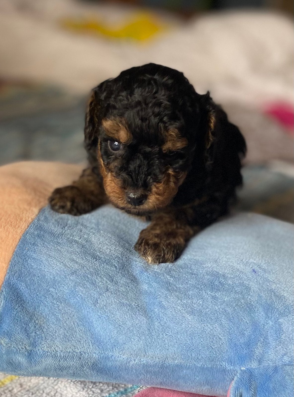 Toy poedel pups, Dieren en Toebehoren, Poedel, Fokker | Hobbymatig, 8 tot 15 weken, Buitenland