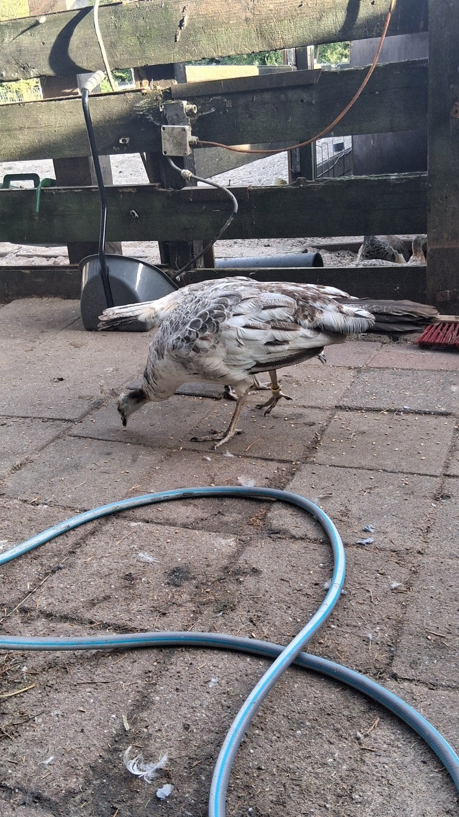 jonge pauwen, Dieren en Toebehoren, Meerdere dieren, Overige soorten