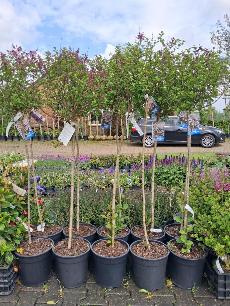 Sering Syringa meyeri 'Palibin' op stam geurende!!, Ophalen of Verzenden, Overige soorten, Volle zon