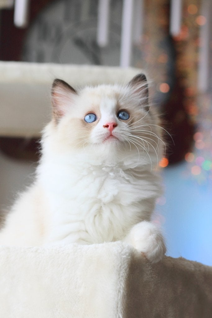 Ragdoll Kittens, Meerdere dieren, Met stamboom, 0 tot 2 jaar