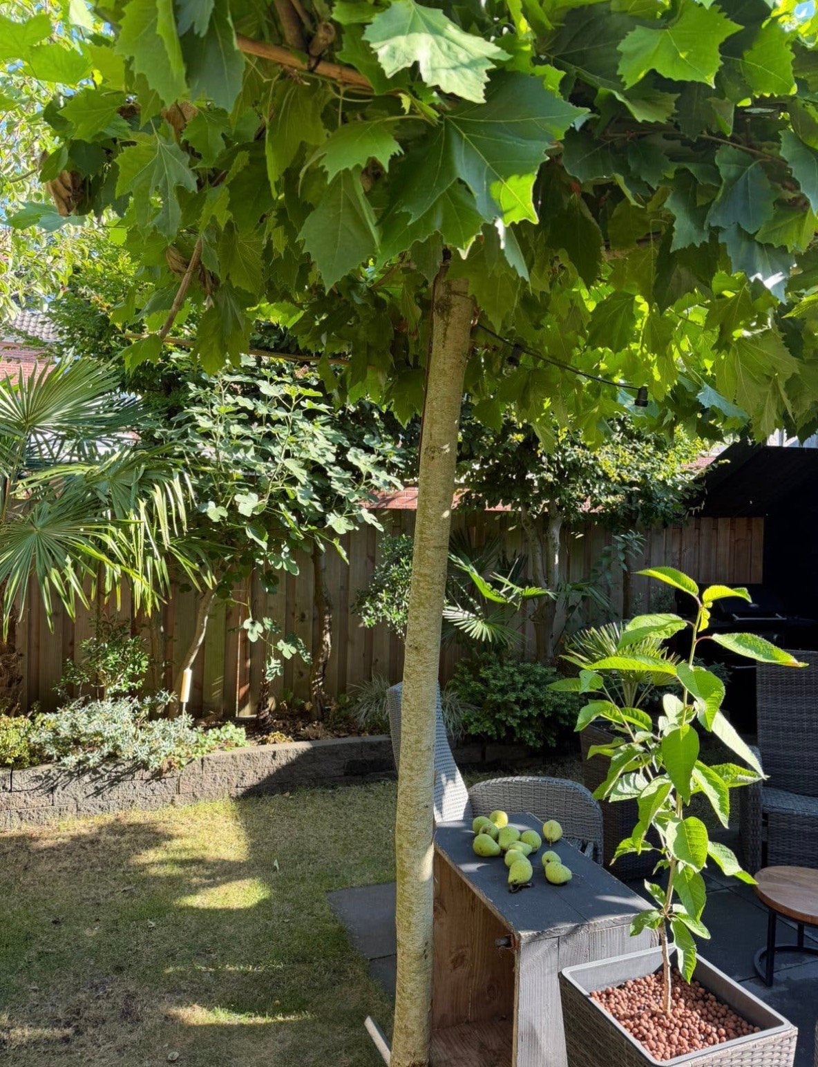 Dakplatanen, Tuin en Terras, Ophalen, Dakboom