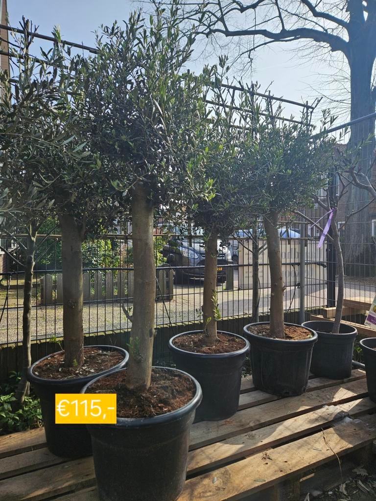 Olijfbomen diverse maten en stamdiktes vanaf 115 euro, Tuin en Terras, Planten | Bomen, Volle zon, Ophalen of Verzenden, 100 tot 250 cm