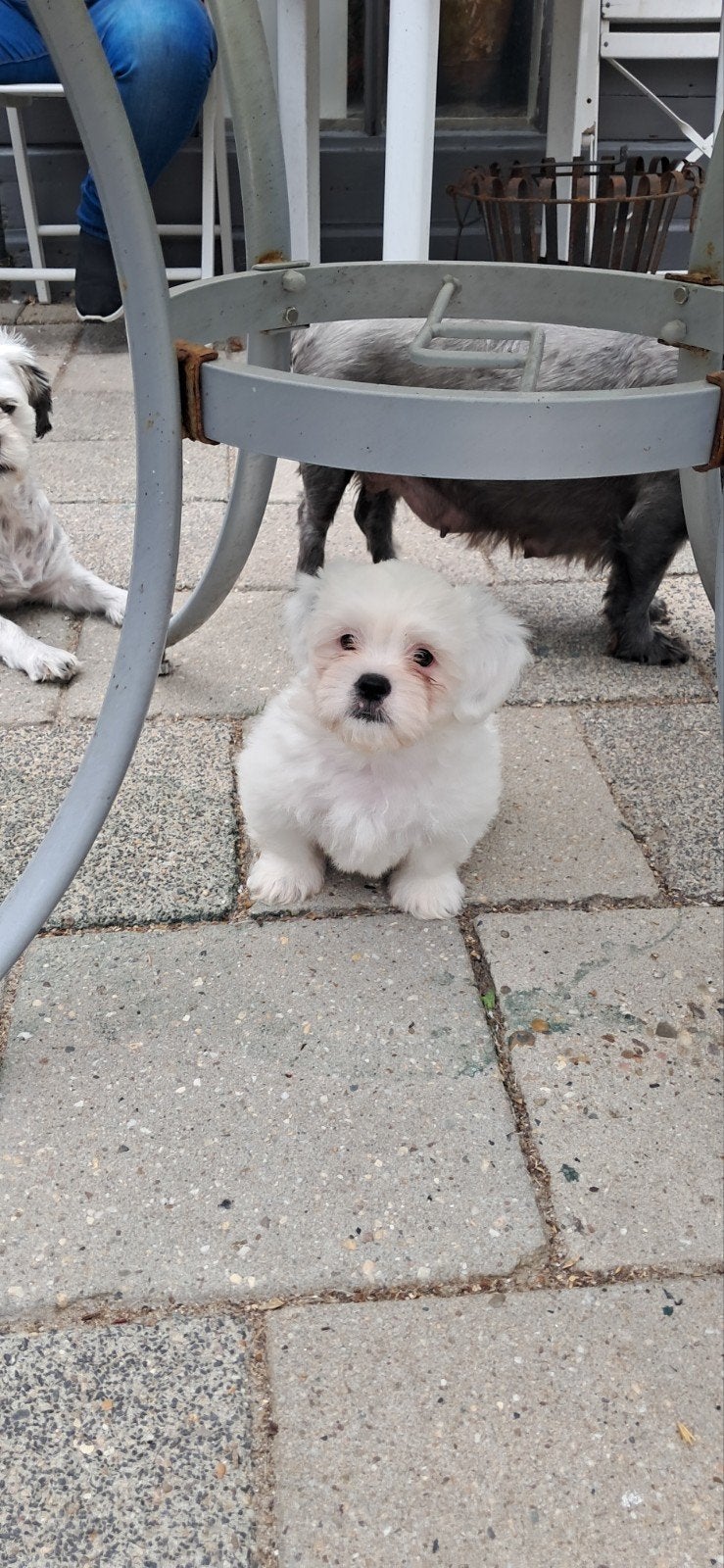 eerst nestje Maltezer x Shitzu, Dieren en Toebehoren, Honden | Chihuahua's en Gezelschapshonden, Maltezer, Parvo, Reu, 8 tot 15 weken