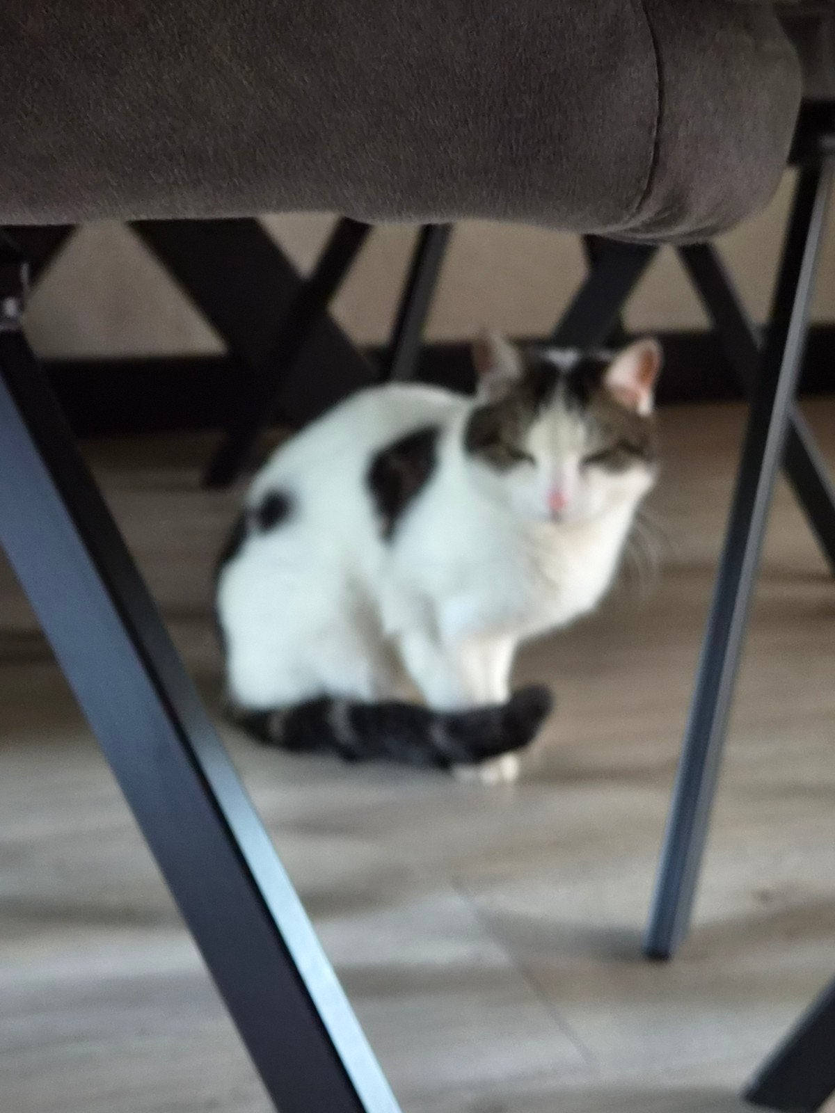 dame van 10 zoekt aandacht en rust, Poes, 6 jaar of ouder
