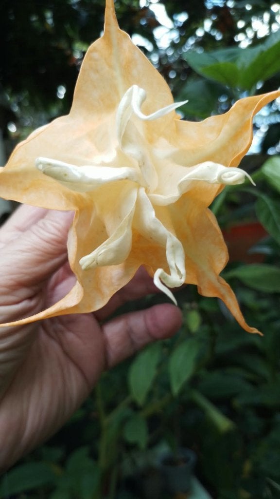 Brugmansia Dubbel Oranje, Vaste plant, Halfschaduw, Zomer, Ophalen