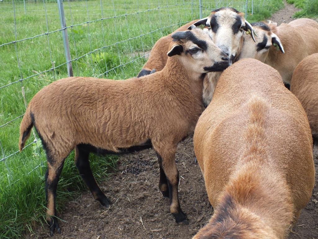 Kameroen schaap ram lam, Dieren en Toebehoren, Schapen, Geiten en Varkens, Meerdere dieren, Schaap, 0 tot 2 jaar