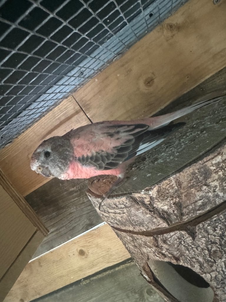 Bourke parkiet, Dieren en Toebehoren, Vogels | Parkieten en Papegaaien, Mannelijk, Parkiet