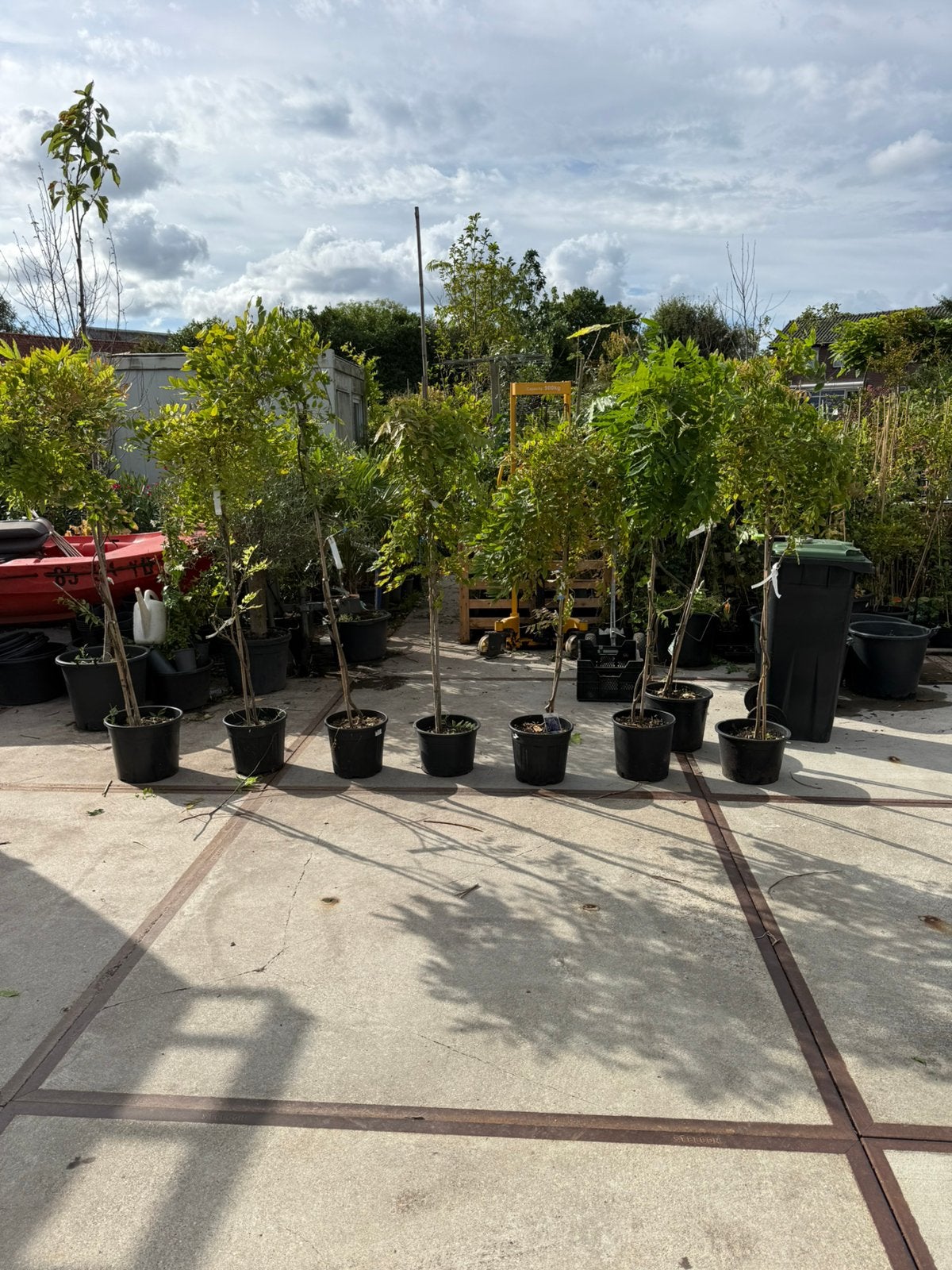 Grote nlauwe regens kleur  blauw nu voor de prijs van 29,95, Ophalen, Vaste plant, Halfschaduw, Klimplanten