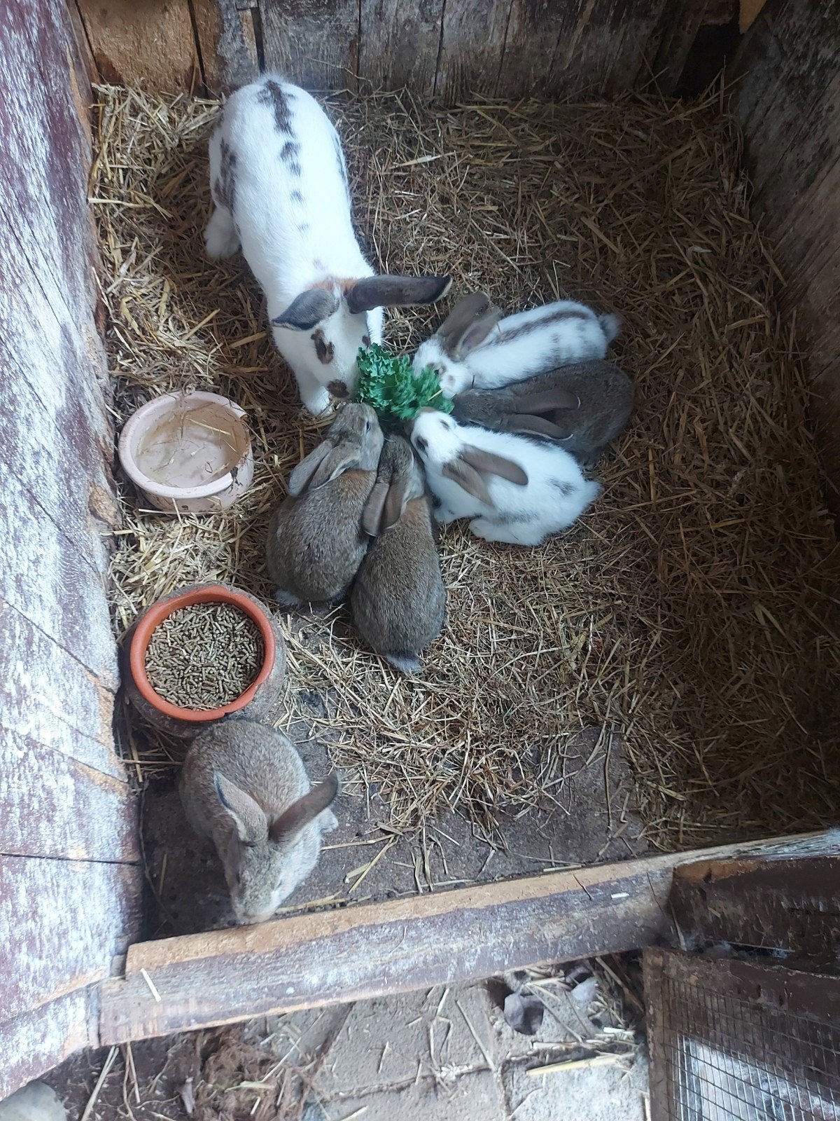 jonge konijnen, Dieren en Toebehoren, Augustus, Meerdere dieren, Overige typen, Tam