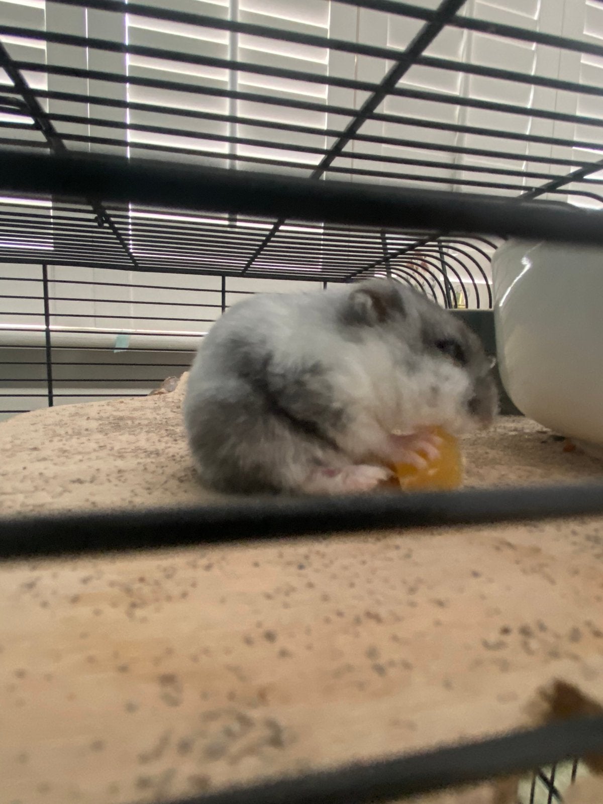 Russische dwerg hamster 5 maanden., Dieren en Toebehoren, Knaagdieren, Vrouwelijk, Hamster, Februari, Tam