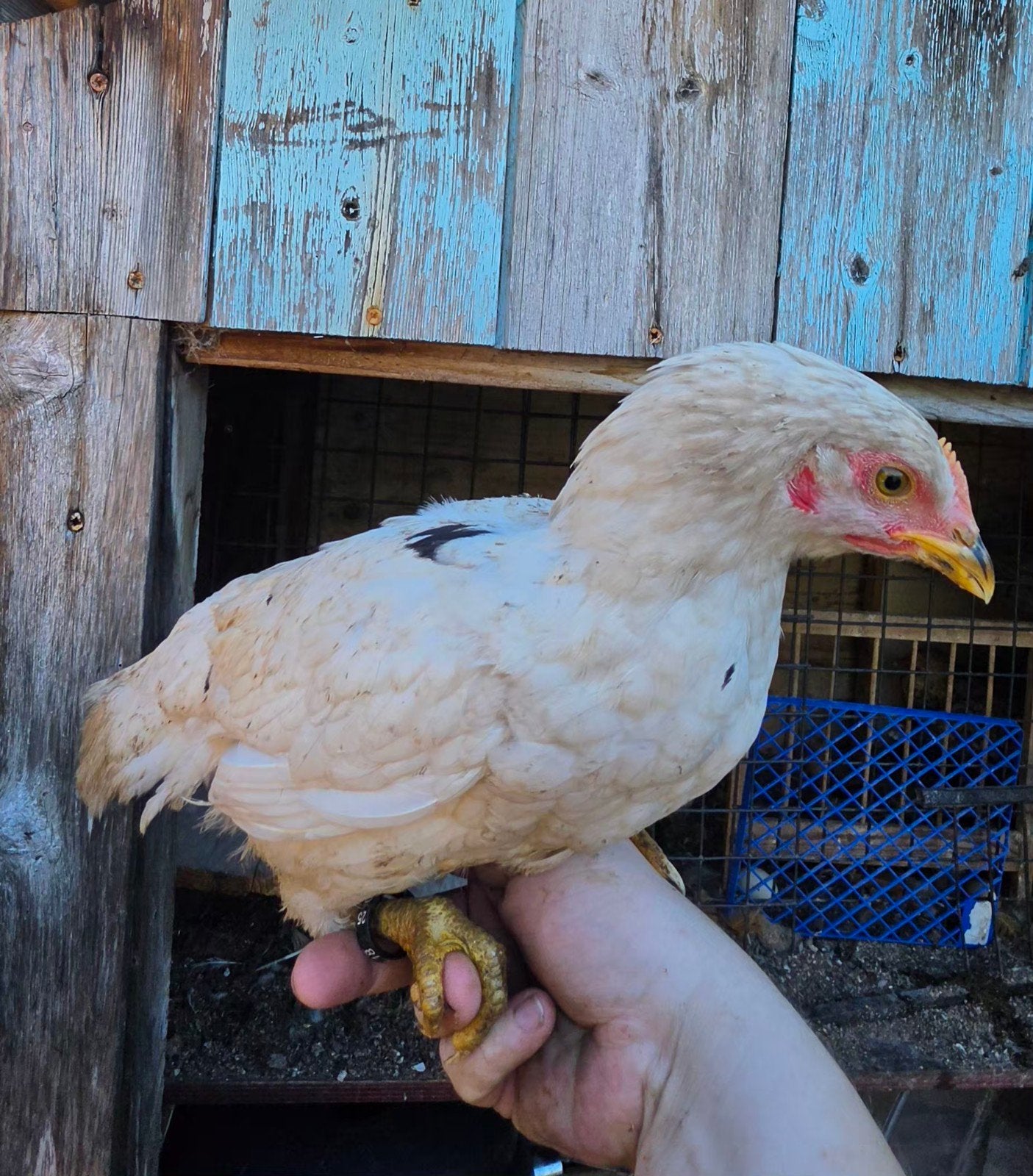 4 jonge leghennen te koop uit dubbeldoel toom, Dieren en Toebehoren, Pluimvee, Vrouwelijk, Kip