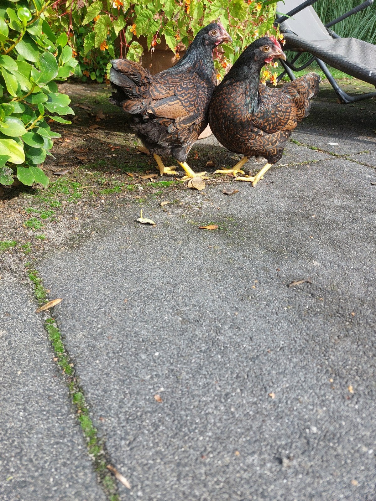 Barnevelder goudgezoomde kippen - Tegen de leg, Dieren en Toebehoren, Vrouwelijk, Kip