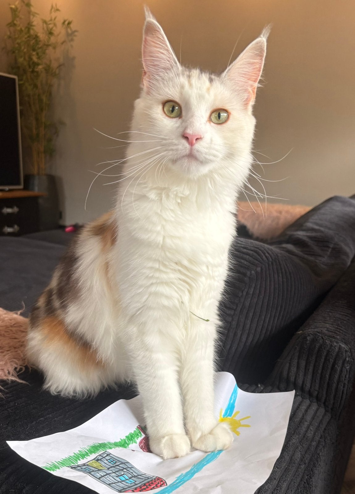 Mooie maine coon poes met stamboom van 10 maanden., Dieren en Toebehoren, Poes, Met stamboom, 0 tot 2 jaar