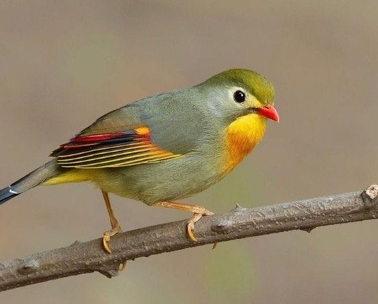 GEZOCHT: pop Japanse nachtegaal, Dieren en Toebehoren, Vrouwelijk, Geringd