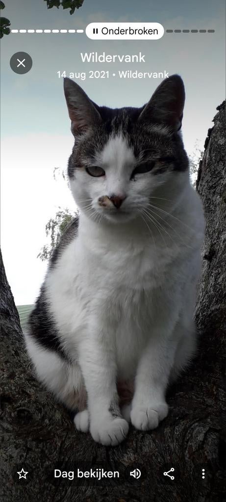 Lieve poes Coco, Dieren en Toebehoren, Katten en Kittens | Overige Katten